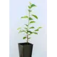 Вишня «Уральская рубиновая» 1 год 12.5x30-50 см