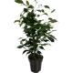 Фикус Бенджамина Даниэль 14x55 см