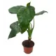 Алоказия Какуллата 12x50 см
