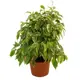 Фикус Бенджамина «Кинки» 12x35 см