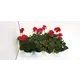 Пеларгония 12x35 см