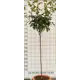 Роза штамбовая «Рабелайс» 45x90 см