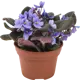 Сенполия микс 12х20 см