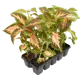 Колеус, 10 шт.