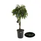 Фикус Амстел Кинг переплетенный 31x140 см