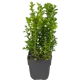 Буксус кустовой 13x40 см