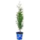 Туя Западная Фастигиата 19x45 см