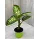 Диффенбахия 12x35 см