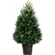 Пихта Фразера 27x100 см