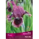 Ирис карликовый Кэтс Ай луковица I