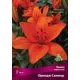Лилии азиатские Ориндж Саммер луковица 16/18
