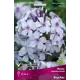 Флокс метельчатый Блу Айс луковица I