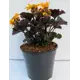 Бузульник ø17 h35 см