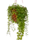 Дихондра h15 см