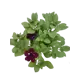 Петуния ø12 h15 см