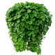 Дихондра ø9 h15 см