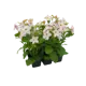 Табак душистый h20 см 6 шт