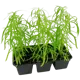 Кохия h30 см 6 шт