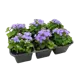 Агератум h15 см 6 шт