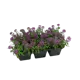 Алиссум h7 см 6 шт