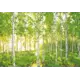 Фотопанно бумажное «Sunday» 368х254 см