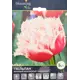 Тюльпан Куинсленд 11/plus, 5 шт.
