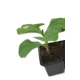 Тыква 9x10 см