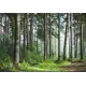 Фотообои Лес флизелиновые 400x270 см 10386-Л