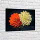 Картина без обрамления Red panda 60x40 см Удивительная Гербера - p53406