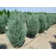 Саженец Можжевельник Мунглоу C3 h20-35 см