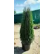 Туя западная Смарагд ø44 h140 - 160 см