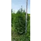 Туя западная Брабант ø44 h100 - 120 см