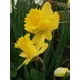 Нарцисс Датч мастер луковица 5/6