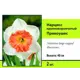 Нарцисс крупнокорончатый Прикоушес луковица 10/12, 2 шт.