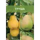 Груша двухъярусное дерево 2 прививки ø20 h180 см
