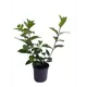 Гортензия метельчатая Fraise Melba ø15 h35 см