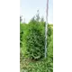 Туя западная Брабант ø44 h100-120 см