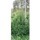 Туя западная Брабант ø48 h120-140 см