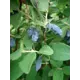 Жимолость камчатская Амфора ø17 h35 см