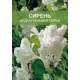 Сирень Мадам Каземир ø15 h35 см
