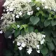 Гортензия черешковая Петиоларис ø18 h60 см