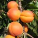 Абрикос Фаворит ø22 h180 см