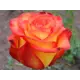 Роза флорибунда Циркус ø15 h30 см