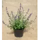 Котовник Фассена Сикс Хиллз Жиант ø17 h30 см