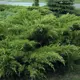 Можжевельник средний Минт Джулеп ø15 h30 см