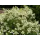Гортензия метельчатая Киушу h40 см