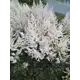Астильба Арендса Бумальда ø15 h40 см