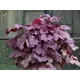 Гейхера Берри Смузи ø15 h40 см