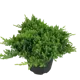 Можжевельник лежачий Нана ø19 h55 см
