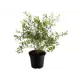 Спирея Серая Грефшейм ø9 h15 см